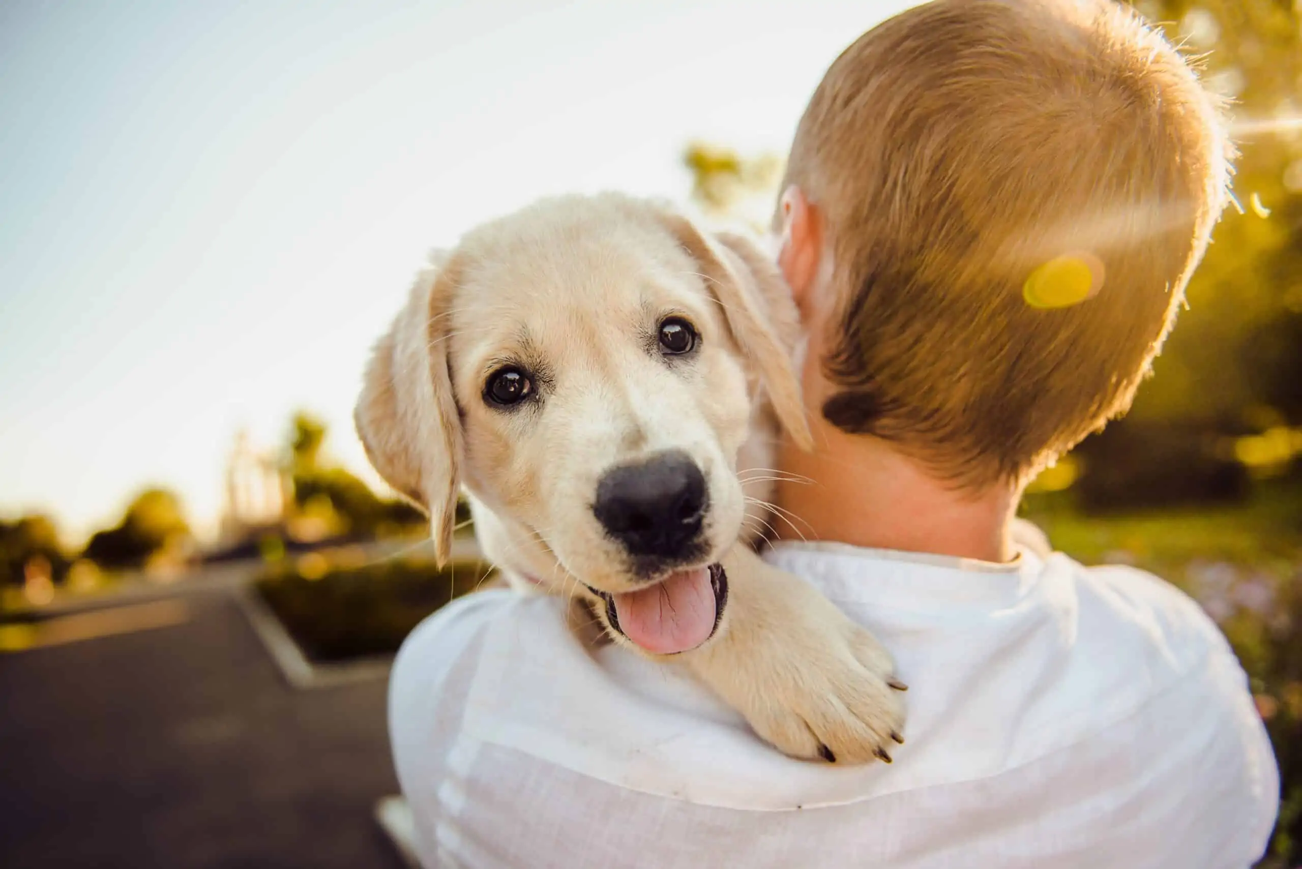 adorable-3344414 How to Prepare for a New Puppy