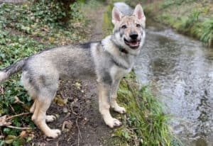 training for puppy owners our story