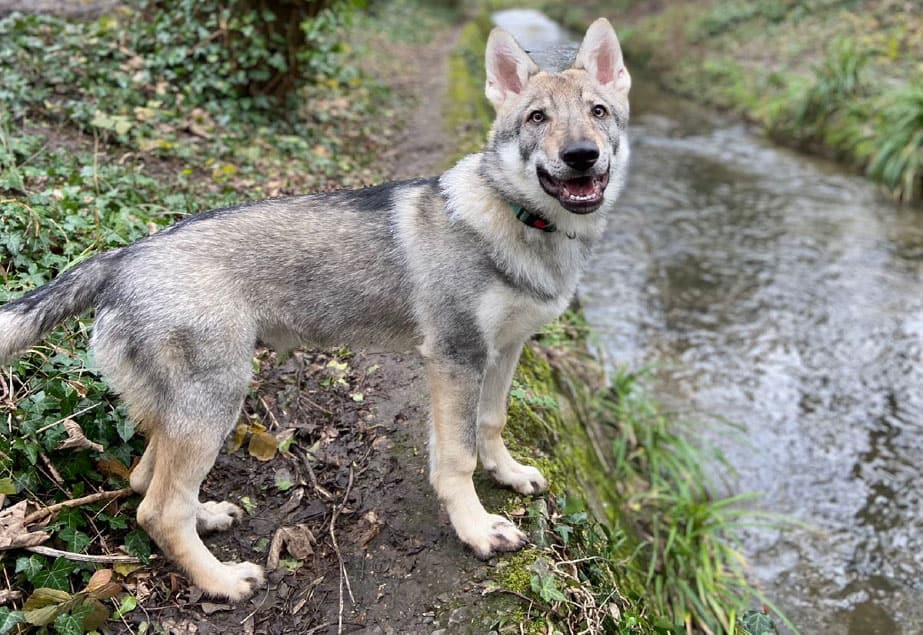 new-paws-training-for-puppy-owners-our-story- training for puppy owners our story