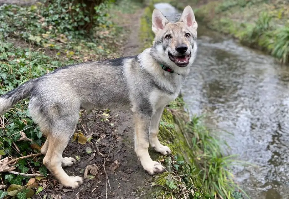 new-paws-training-for-puppy-owners-our-story- training for puppy owners our story